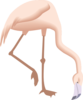 Flamingo Bending Down Clip Art